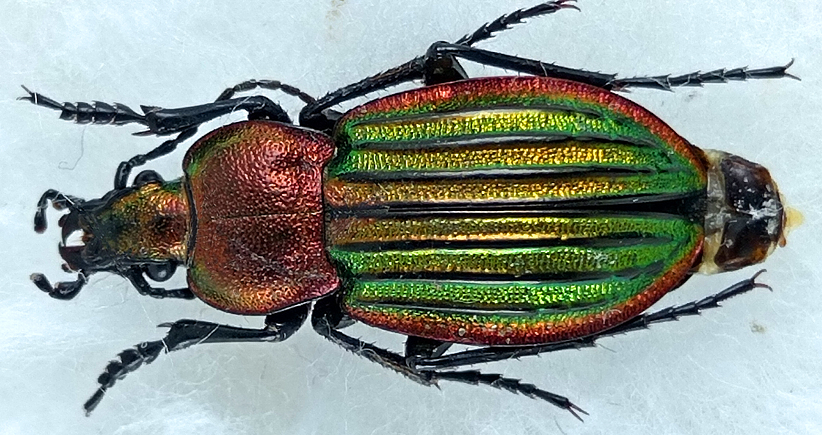 http://www.gorodinski.ru/carabus/Hemicarabus-nitens.jpg