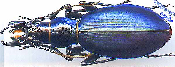 http://www.gorodinski.ru/carabus/Megodontoides-erwini-s.str..jpg