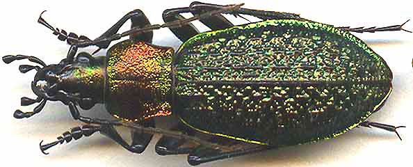 Megodontus avinovi