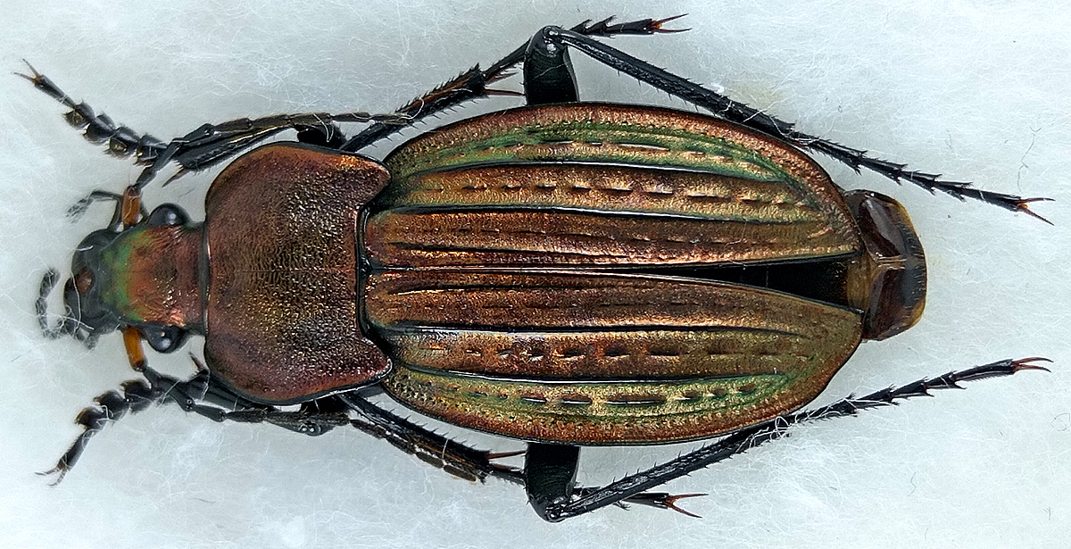 carabus/Tachypus-cancellatus-celticus.jpg