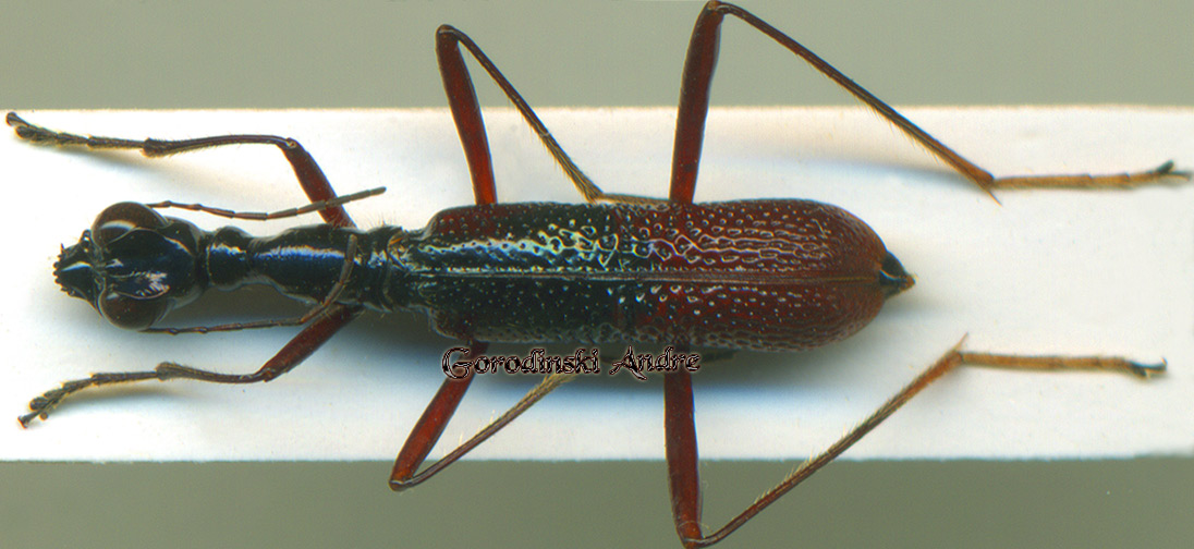 http://www.gorodinski.ru/cicindela/Neocollyris-panfilovi.jpg