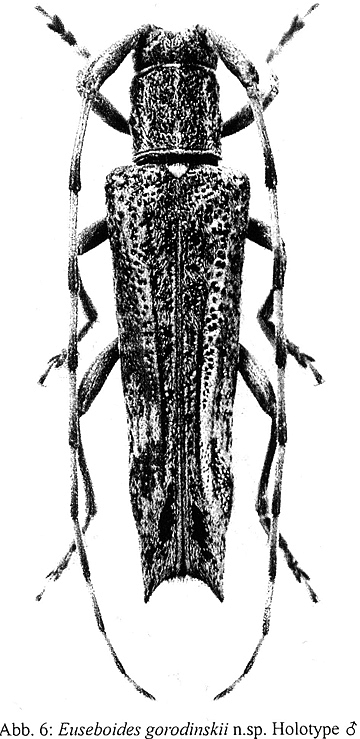 Euseboides gorodinskii