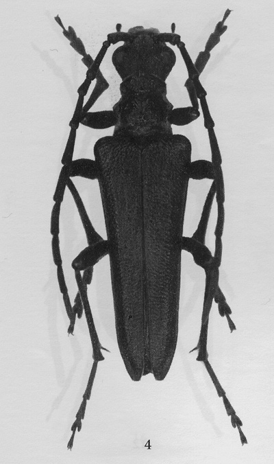 Stenocorus gorodinskii