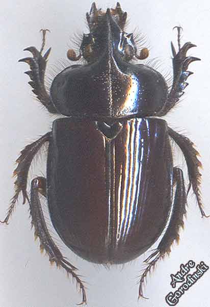 http://www.gorodinski.ru/geotrupes/Ceratophius--polycerus.jpg