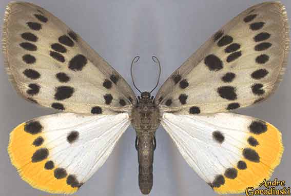 http://www.gorodinski.ru/lepidoptera/Arichanna-sp.-near(A.jaguarinaria).jpg