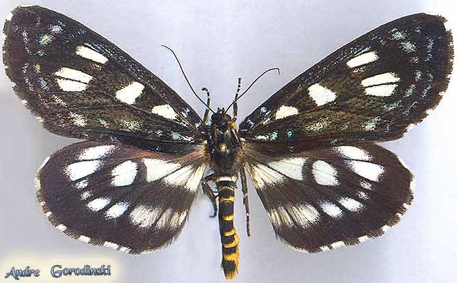 http://www.gorodinski.ru/lepidoptera/Ophthalmis-vithoroides-.jpg