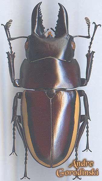 http://www.gorodinski.ru/lucanidae/Prosopocoilus-wallacei.jpg