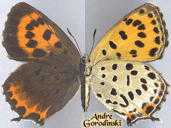 http://www.gorodinski.ru/lycaenidae/Lycaena--svenhedini.jpg