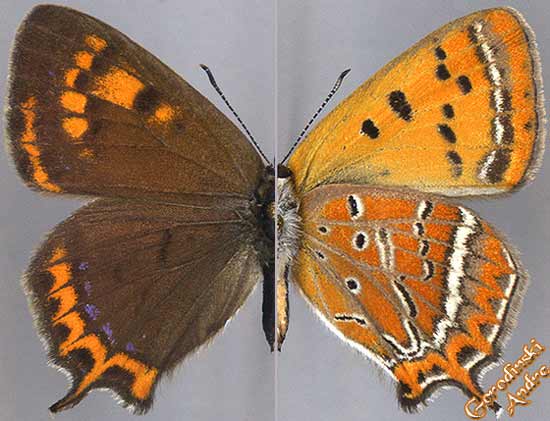 http://www.gorodinski.ru/lycaenidae/Lycaena-li.jpg