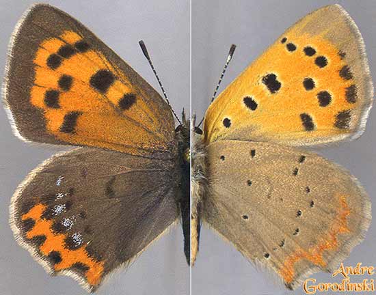 http://www.gorodinski.ru/lycaenidae/Lycaena-phlaeas-baralcha.jpg