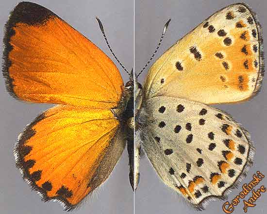 http://www.gorodinski.ru/lycaenidae/Lycaena-solskyi-fulminans.jpg