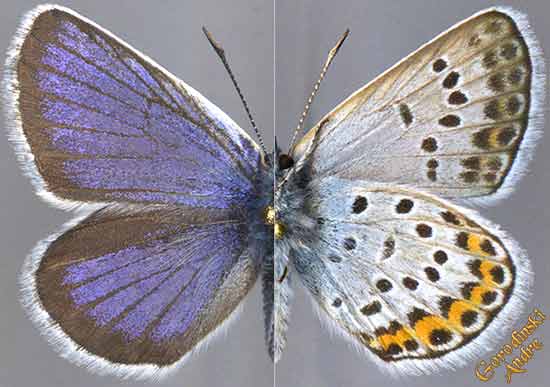 http://www.gorodinski.ru/lycaenidae/Plebejus-argus-coreana-.jpg