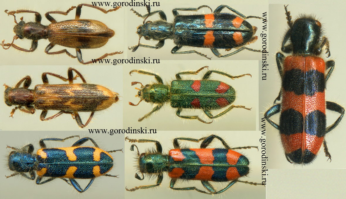 1 Twelve new species of checkered beetles (Cleridae) collected by ...