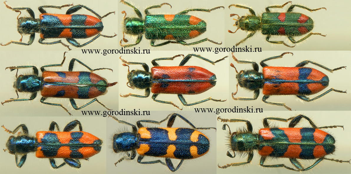 Cleridae divers-3