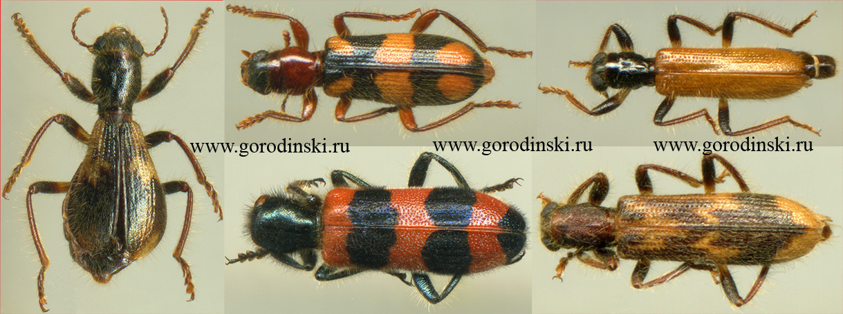 Cleridae