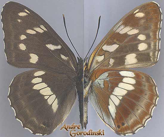 http://www.gorodinski.ru/nymphalidae/Limenitis-amphyssa-s.str.jpg