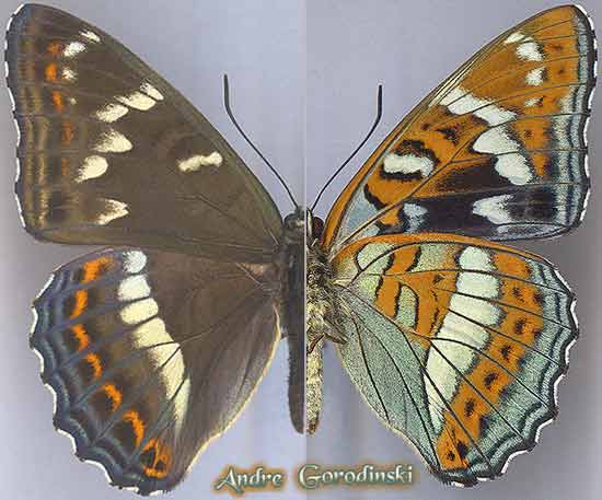 http://www.gorodinski.ru/nymphalidae/Limenitis-populi-ussuriensis.jpg