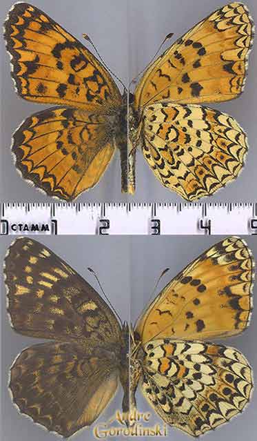 http://www.gorodinski.ru/nymphalidae/Melitaea-scotosia-butleri.jpg