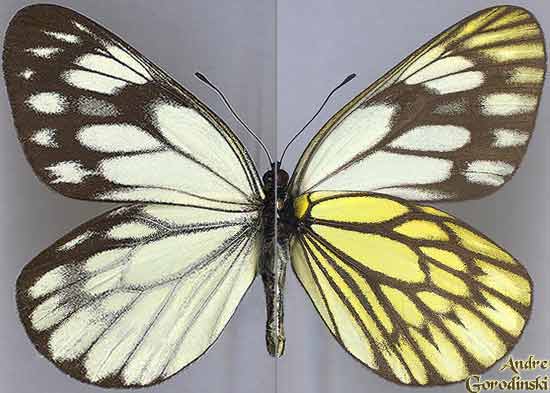 pieridae/Aporia-kanekoi.jpg