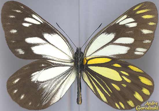 http://www.gorodinski.ru/pieridae/Aporia-nutans.jpg