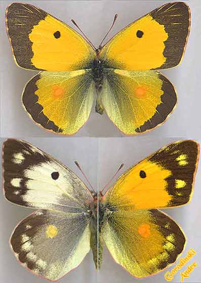 http://www.gorodinski.ru/pieridae/Colias-crocea-.jpg