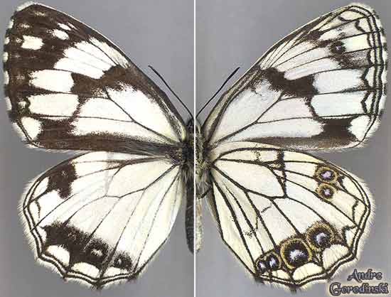 http://www.gorodinski.ru/satyridae/Melanargia-ganymedes.jpg