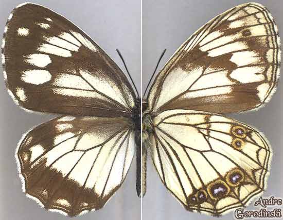 http://www.gorodinski.ru/satyridae/Melanargia-meridionalis.jpg