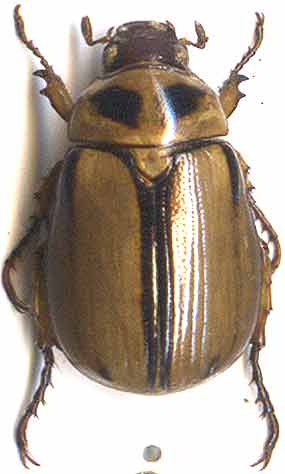 http://www.gorodinski.ru/scarabs/Anomala-nigriensis.jpg