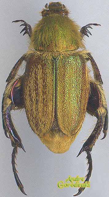 http://www.gorodinski.ru/scarabs/Glaphyrus--superbus--straus.jpg