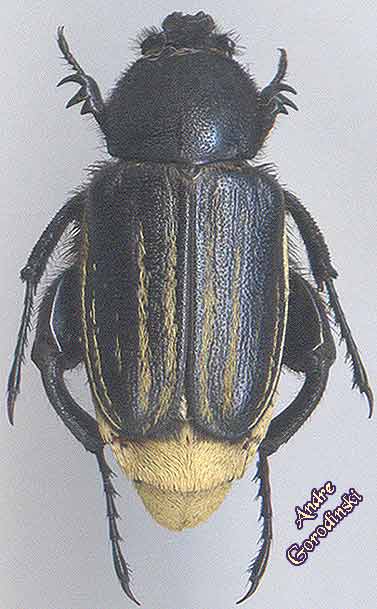 http://www.gorodinski.ru/scarabs/Glaphyrus-festivus.jpg