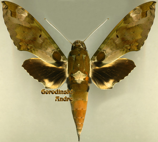 http://www.gorodinski.ru/sphingidae/Cechenena%20helops.jpg